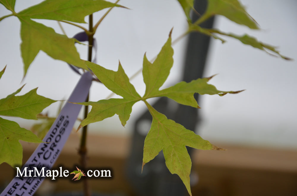 その他 MapleTree Buy Acer platanoides 'Maltese Cross' Norway Maple — Mr Maple