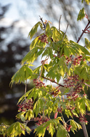 - FOR PICKUP ONLY | Acer japonicum 'Mai kujaku' Dancing Peacock Japanese Maple | DOES NOT SHIP - Mr Maple │ Buy Japanese Maple Trees
