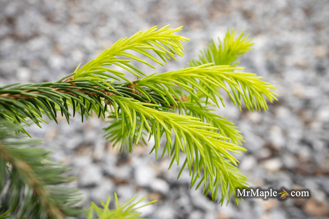 Picea abies 'Dandylion' Golden Weeping Norway Spruce