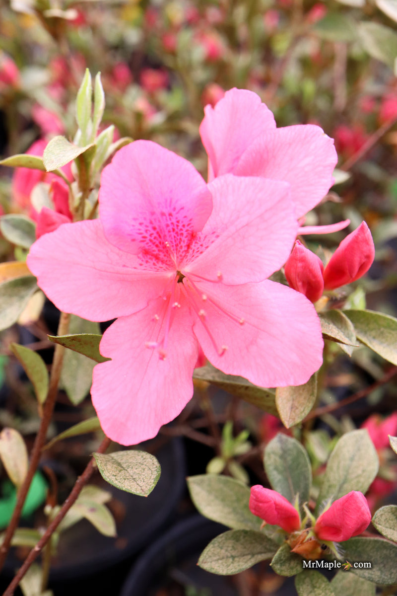 Azalea 'Daphne Salmon’ Pink Southern Indica Azalea
