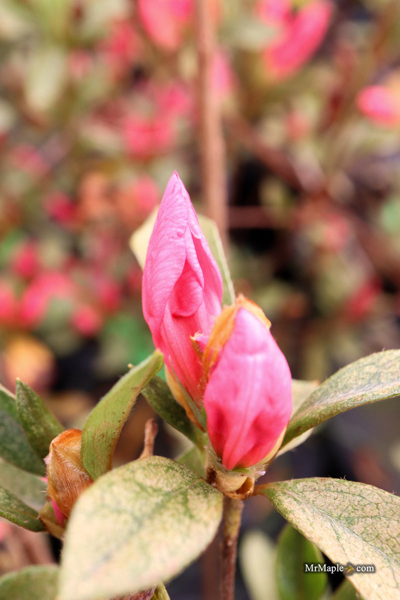 Azalea 'Daphne Salmon’ Pink Southern Indica Azalea