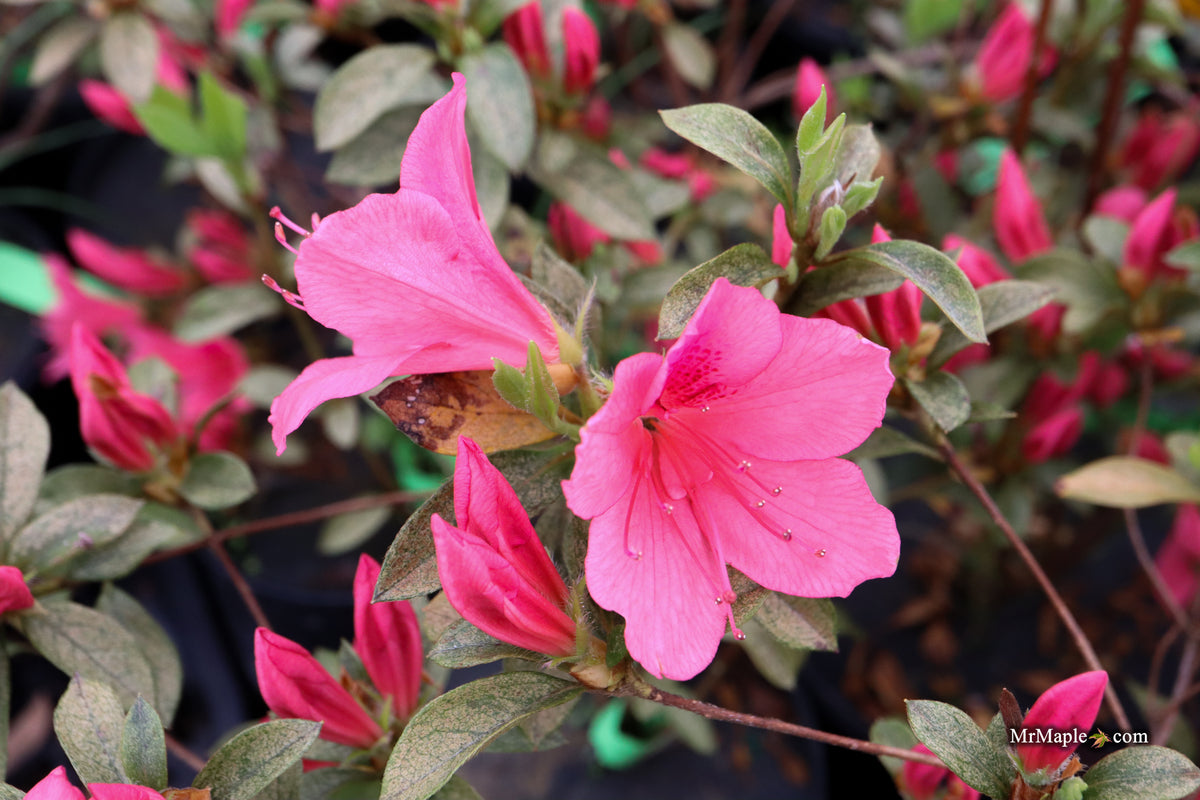 Azalea 'Daphne Salmon' Pink Southern Indica Azalea — Mr Maple