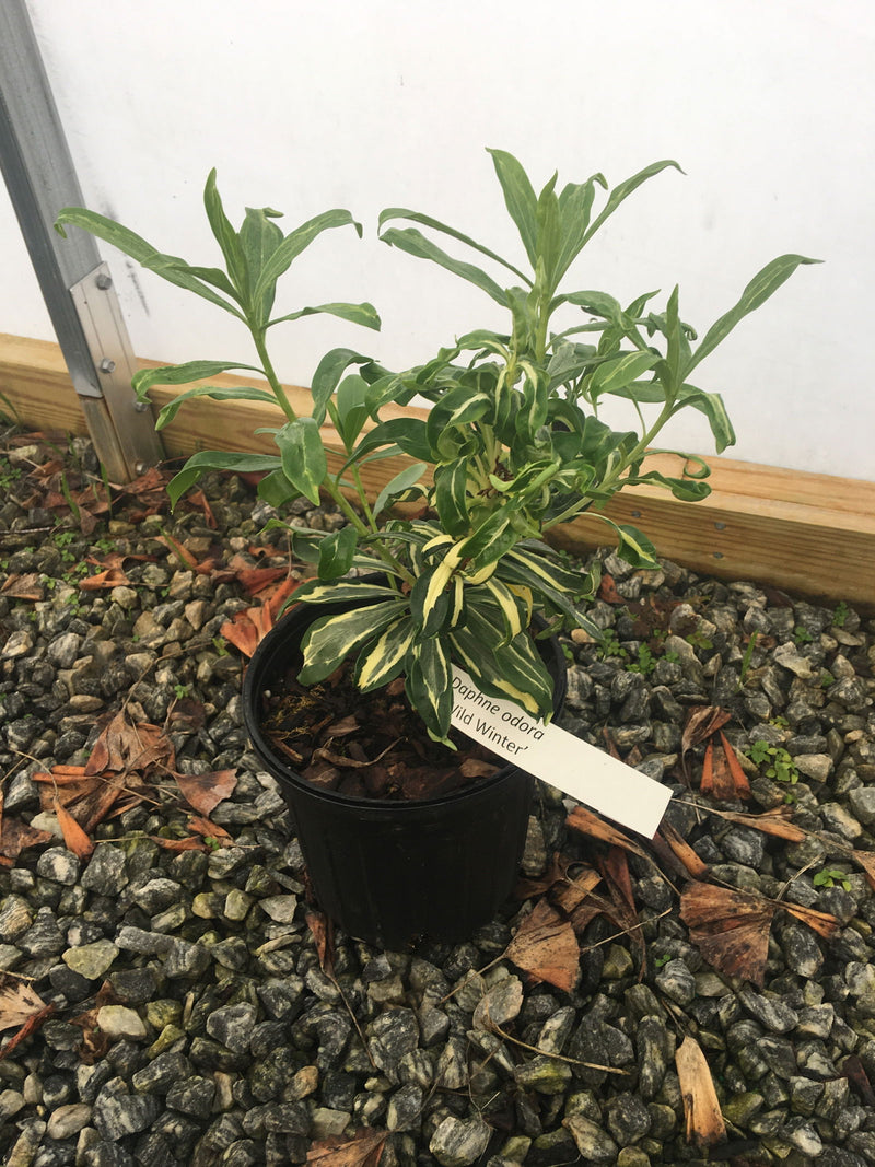- Daphne odora 'Wild Winter' Variegated Winter Daphne - Mr Maple │ Buy Japanese Maple Trees