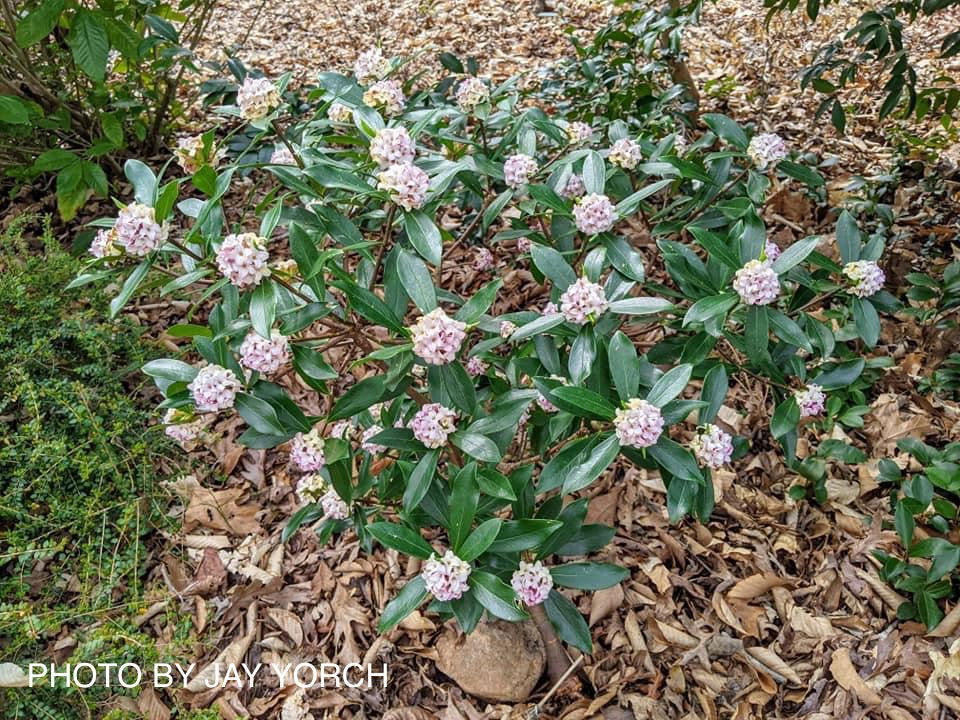 Buy Daphne odora 'Zuiko nishiki' Winter Daphne — Mr Maple │ Buy
