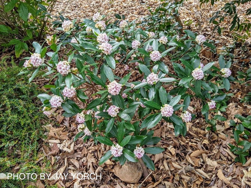 - Daphne odora 'Zuiko nishiki' Winter Daphne - Mr Maple │ Buy Japanese Maple Trees