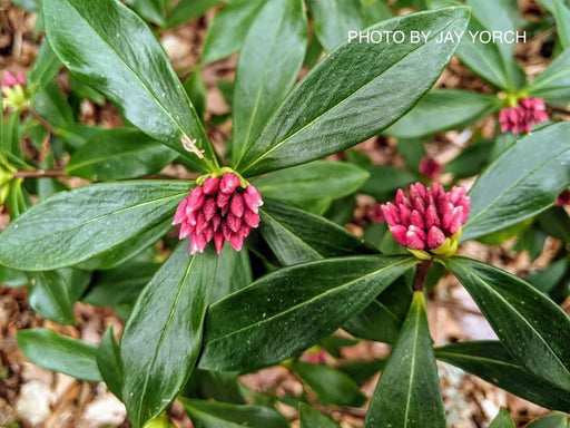 - Daphne odora 'Zuiko nishiki' Winter Daphne - Mr Maple │ Buy Japanese Maple Trees