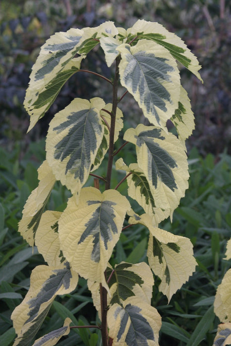FOR PICK UP ONLY | Davidia involucrata 'Lady Sunshine' Variegated Dove Tree | DOES NOT SHIP