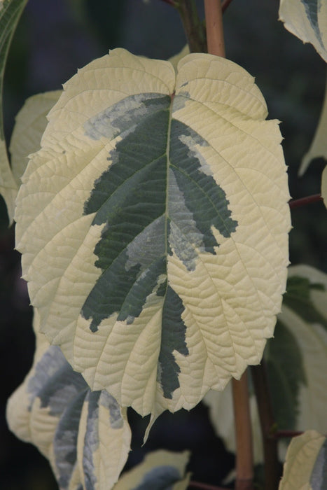 FOR PICK UP ONLY | Davidia involucrata 'Lady Sunshine' Variegated Dove Tree | DOES NOT SHIP