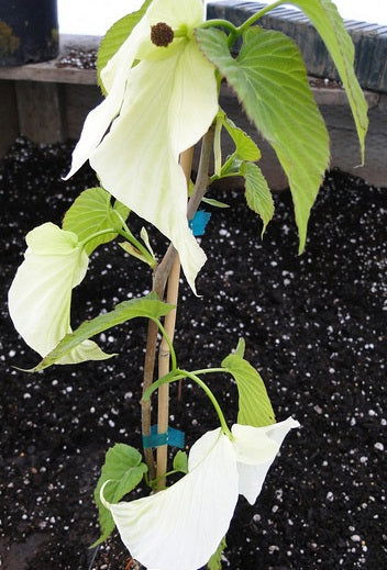 - Davidia involucrata 'Kylee's Columnar' Narrow Dove Tree - Mr Maple │ Buy Japanese Maple Trees