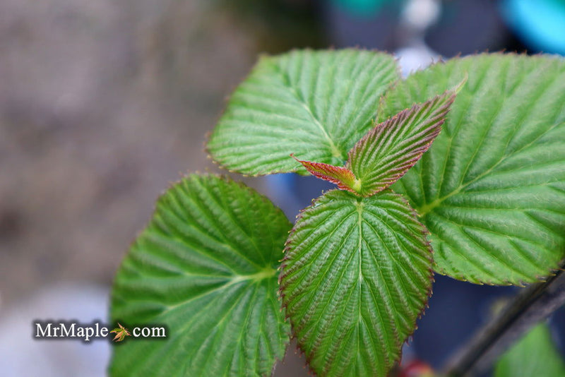 - Davidia involucrata 'Kylee's Columnar' Narrow Dove Tree - Mr Maple │ Buy Japanese Maple Trees