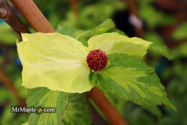- Davidia involucrata 'Lady Dahlia' Variegated Dove Tree - Mr Maple │ Buy Japanese Maple Trees