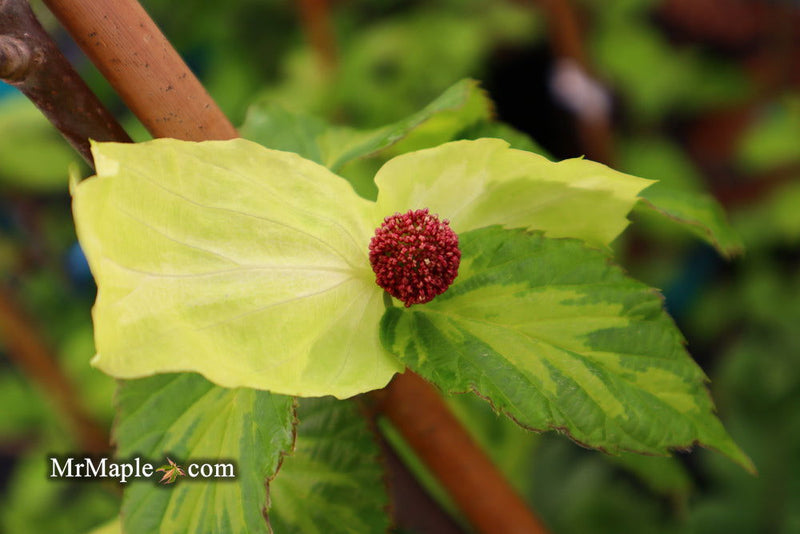 - Davidia involucrata 'Lady Dahlia' Variegated Dove Tree - Mr Maple │ Buy Japanese Maple Trees