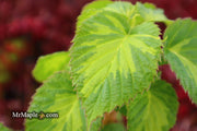 - Davidia involucrata 'Lady Dahlia' Variegated Dove Tree - Mr Maple │ Buy Japanese Maple Trees