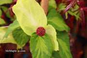 - Davidia involucrata 'Lady Dahlia' Variegated Dove Tree - Mr Maple │ Buy Japanese Maple Trees