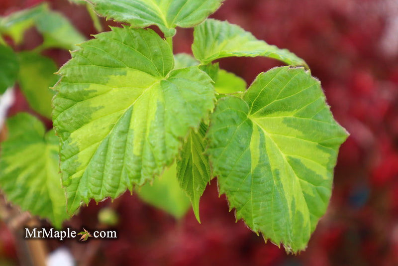 - Davidia involucrata 'Lady Dahlia' Variegated Dove Tree - Mr Maple │ Buy Japanese Maple Trees