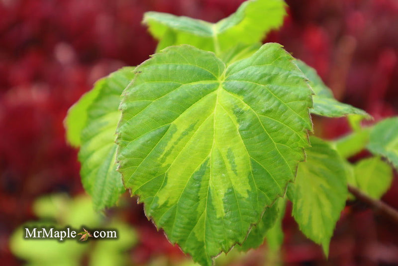 - Davidia involucrata 'Lady Dahlia' Variegated Dove Tree - Mr Maple │ Buy Japanese Maple Trees