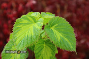 - Davidia involucrata 'Lady Dahlia' Variegated Dove Tree - Mr Maple │ Buy Japanese Maple Trees