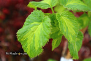 - Davidia involucrata 'Lady Dahlia' Variegated Dove Tree - Mr Maple │ Buy Japanese Maple Trees