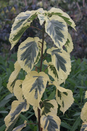 - Davidia involucrata 'Lady Sunshine' Variegated Dove Tree - Mr Maple │ Buy Japanese Maple Trees
