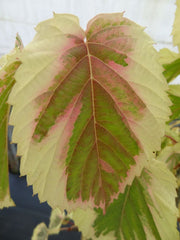 - Davidia involucrata 'Lady Sunshine' Variegated Dove Tree - Mr Maple │ Buy Japanese Maple Trees