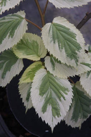 - Davidia involucrata 'Lady Sunshine' Variegated Dove Tree - Mr Maple │ Buy Japanese Maple Trees