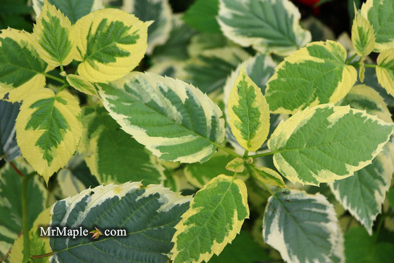 - Davidia involucrata 'Lady Sunshine' Variegated Dove Tree - Mr Maple │ Buy Japanese Maple Trees