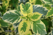 - Davidia involucrata 'Lady Sunshine' Variegated Dove Tree - Mr Maple │ Buy Japanese Maple Trees