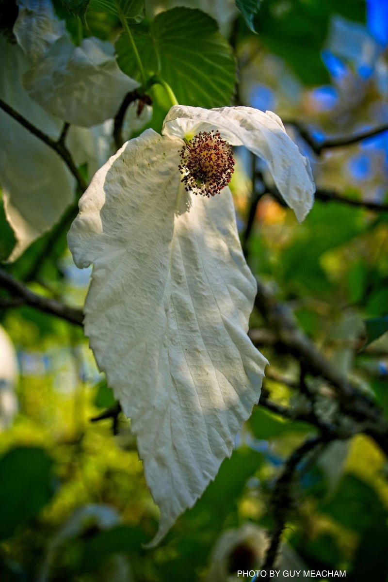 - Davidia involucrata 'Sonoma' Dove Tree - Mr Maple │ Buy Japanese Maple Trees