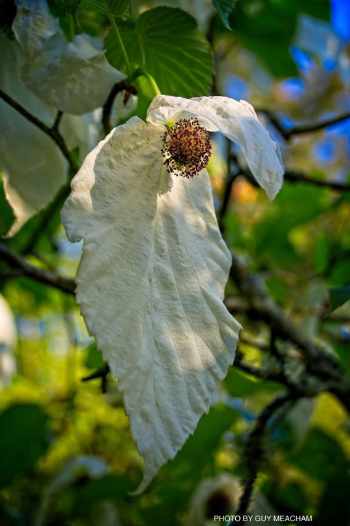 - Davidia involucrata 'Sonoma' Dove Tree - Mr Maple │ Buy Japanese Maple Trees