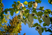 - Davidia involucrata 'Sonoma' Dove Tree - Mr Maple │ Buy Japanese Maple Trees