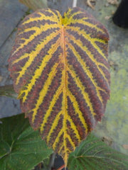 - Davidia involucrata 'Sonoma' Dove Tree - Mr Maple │ Buy Japanese Maple Trees