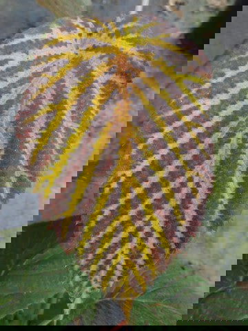 - Davidia involucrata 'Sonoma' Dove Tree - Mr Maple │ Buy Japanese Maple Trees