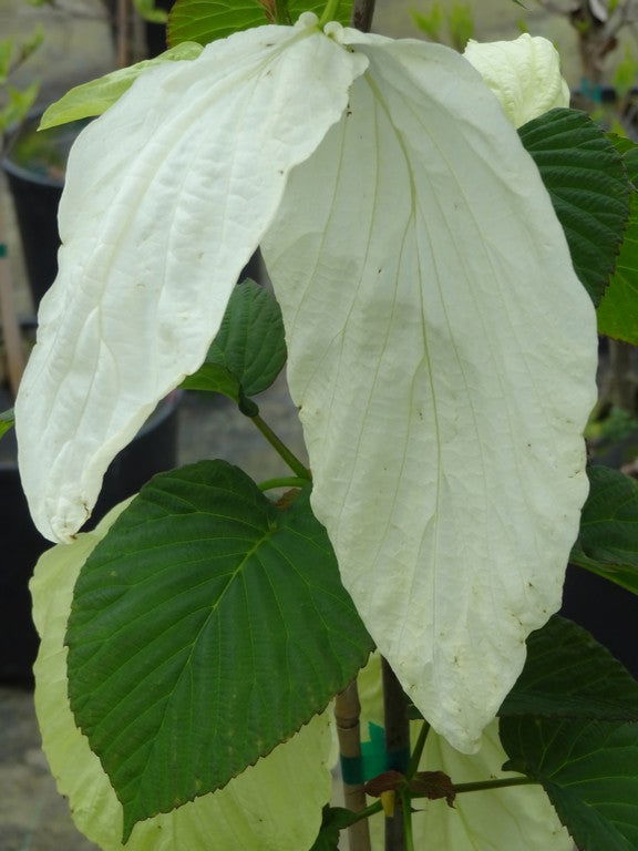 - Davidia involucrata 'Sonoma' Dove Tree - Mr Maple │ Buy Japanese Maple Trees