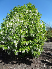 - Davidia involucrata 'Sonoma' Dove Tree - Mr Maple │ Buy Japanese Maple Trees