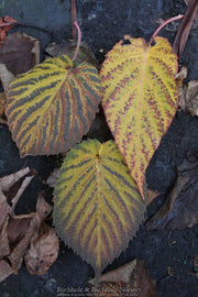- Davidia involucrata 'White Dust' Dove Tree - Mr Maple │ Buy Japanese Maple Trees
