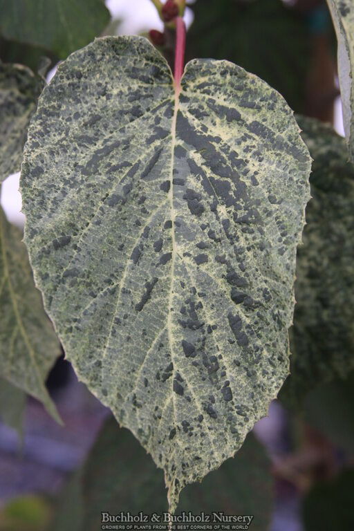 - Davidia involucrata 'White Dust' Dove Tree - Mr Maple │ Buy Japanese Maple Trees