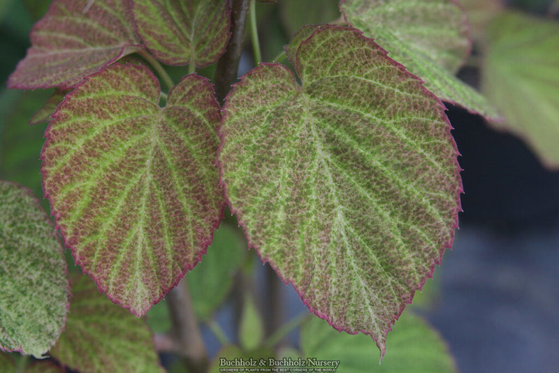 - Davidia involucrata 'White Dust' Dove Tree - Mr Maple │ Buy Japanese Maple Trees