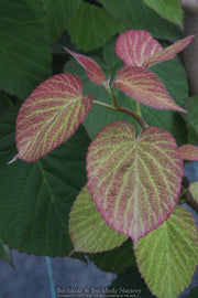 - Davidia involucrata 'White Dust' Dove Tree - Mr Maple │ Buy Japanese Maple Trees