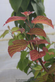 - Davidia involucrata 'White Dust' Dove Tree - Mr Maple │ Buy Japanese Maple Trees