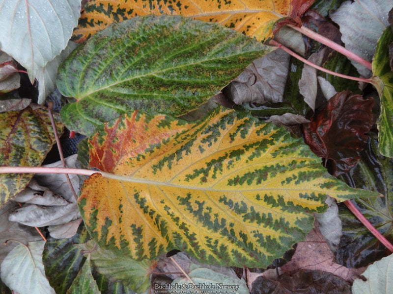 - Davidia involucrata 'White Dust' Dove Tree - Mr Maple │ Buy Japanese Maple Trees