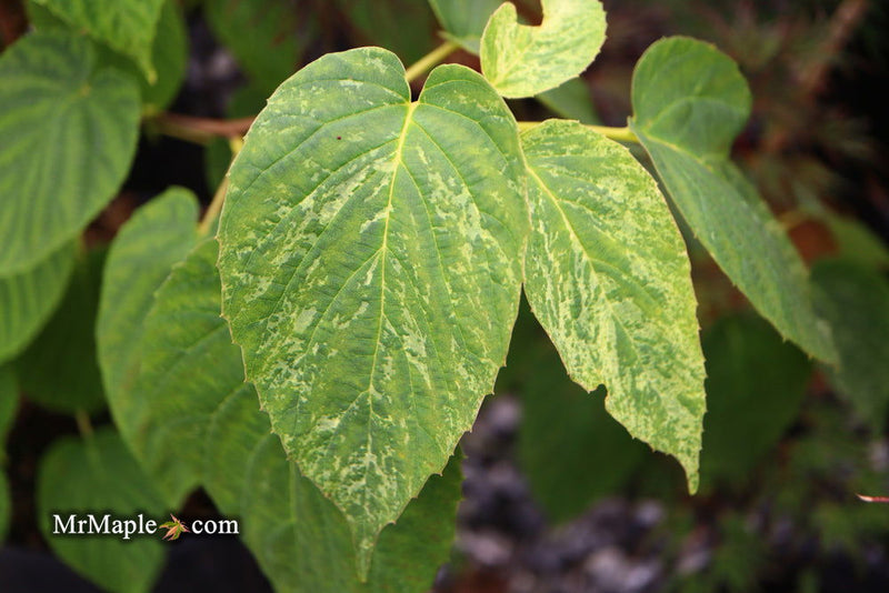 - Davidia involucrata 'White Dust' Dove Tree - Mr Maple │ Buy Japanese Maple Trees