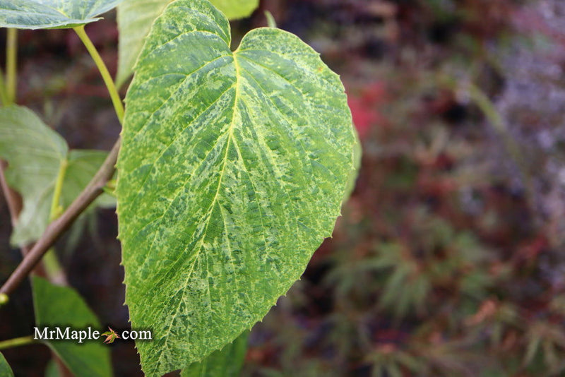 - Davidia involucrata 'White Dust' Dove Tree - Mr Maple │ Buy Japanese Maple Trees