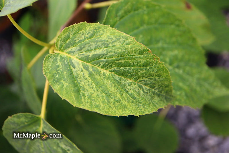 - Davidia involucrata 'White Dust' Dove Tree - Mr Maple │ Buy Japanese Maple Trees