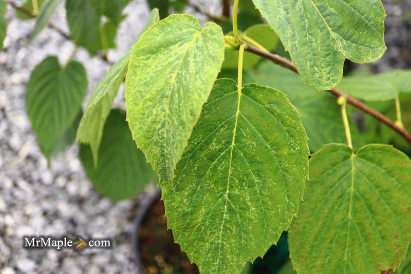 - Davidia involucrata 'White Dust' Dove Tree - Mr Maple │ Buy Japanese Maple Trees