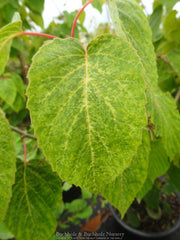 - Davidia involucrata 'White Dust' Dove Tree - Mr Maple │ Buy Japanese Maple Trees
