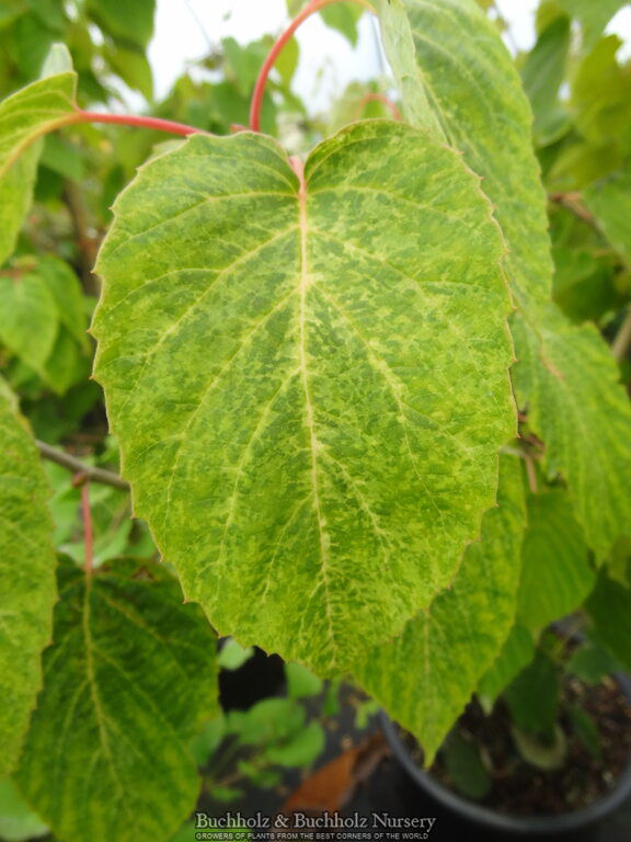 - Davidia involucrata 'White Dust' Dove Tree - Mr Maple │ Buy Japanese Maple Trees