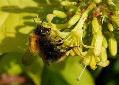 - Diervilla rivularia 'Honeybee' Dwarf Bush Honeysuckle - Mr Maple │ Buy Japanese Maple Trees