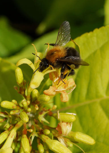 - Diervilla rivularia 'Honeybee' Dwarf Bush Honeysuckle - Mr Maple │ Buy Japanese Maple Trees