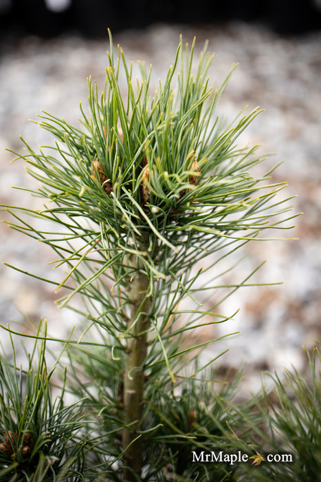 Pinus strobus 'Diggy' Dwarf White Pine Tree