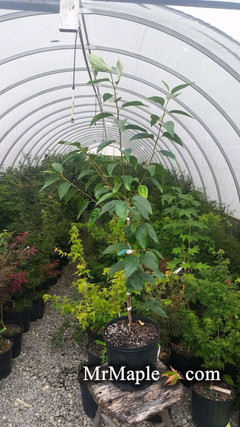 - Diospyros kaki 'Fuyu' Japanese Persimmon Fruit Tree - Mr Maple │ Buy Japanese Maple Trees